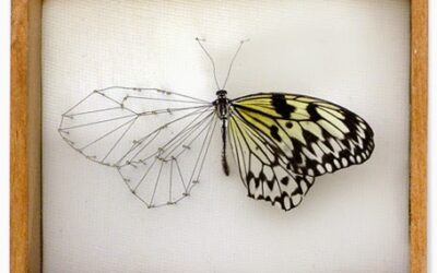 La Mariposa de la Música