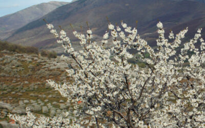 Valle del Jerte: Cerezos en flor