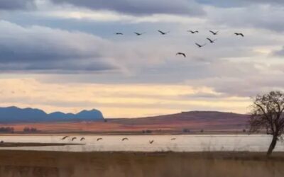 Laguna de Gallocanta&nbsp;&nbsp;(Zaragoza)