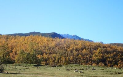 Hayedo de la Pedrosa otoñal (Segovia)