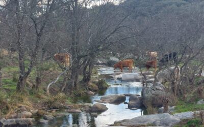 Ruta de los molinos de Navagalamella y embalse de Cerro Alarcón (Madrid)