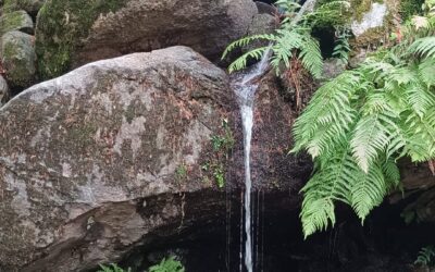 Ducha de los Alemanes por Fuente de los Acebos,  vuelta Senda de la Teja desde Camorritos (Cercedilla, Madrid)